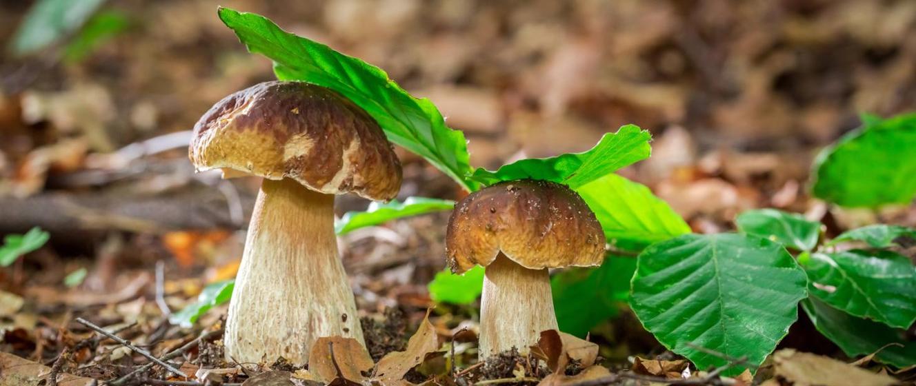 Bezpieczne grzybobranie - wiedza, rozwaga i zdrowie