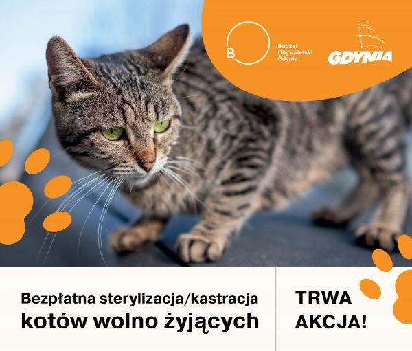 Budżet Obywatelski: Obłuże, Witomino i Leszczynki dla kotów wolno żyjących