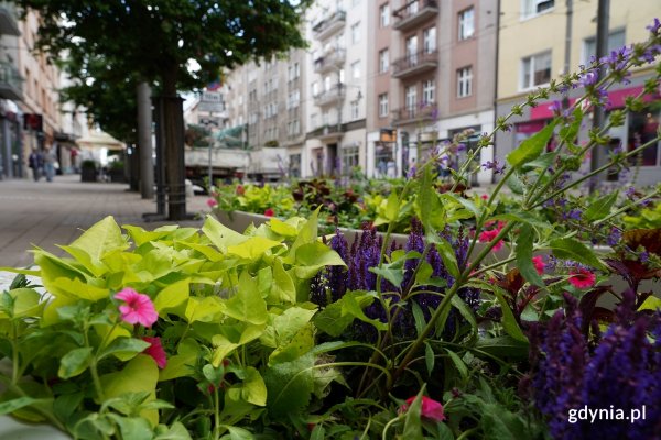 Kwietne lato w Gdyni. Centrum miasta w wakacyjnych barwach