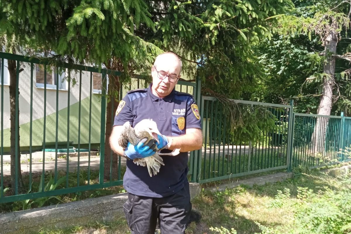 Nie każdy młody ptak potrzebuje pomocy. Trwa czas podlotów